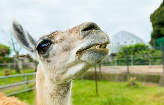 ラマが怒るとどうなるの 九十九島動植物園森きらら Qa なぜなぜ ワクワク Qjukushima パールシーリゾート