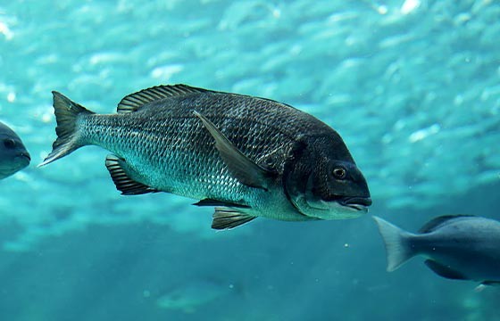 九十九島では どんな魚がつれる 九十九島遊覧船 Qa なぜなぜ ワクワク Qjukushima パールシーリゾート