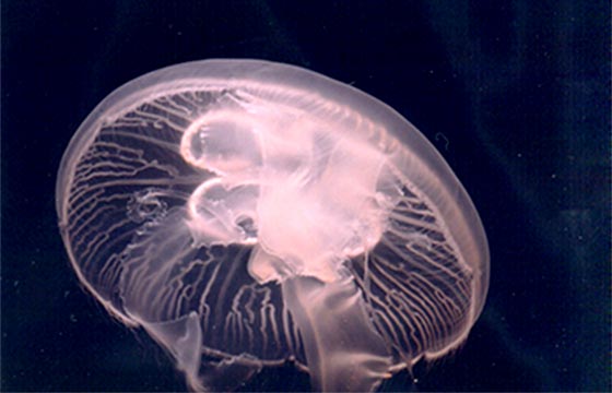 クラゲは死んだらどうなるの 九十九島水族館海きらら Qa なぜなぜ ワクワク Qjukushima パールシーリゾート