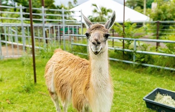 ラマが怒るとどうなるの 九十九島動植物園森きらら Qa なぜなぜ ワクワク Qjukushima パールシーリゾート ラマが怒るとどうなるの 九十九島動植物園森きらら Qa なぜなぜ ワクワク Qjukushima パールシーリゾート