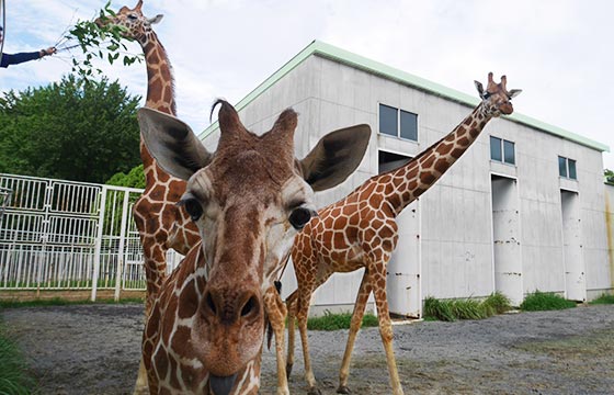 アミメキリンの角はなんのためにあるの 九十九島動植物園森きらら Qa なぜなぜ ワクワク Qjukushima パールシーリゾート