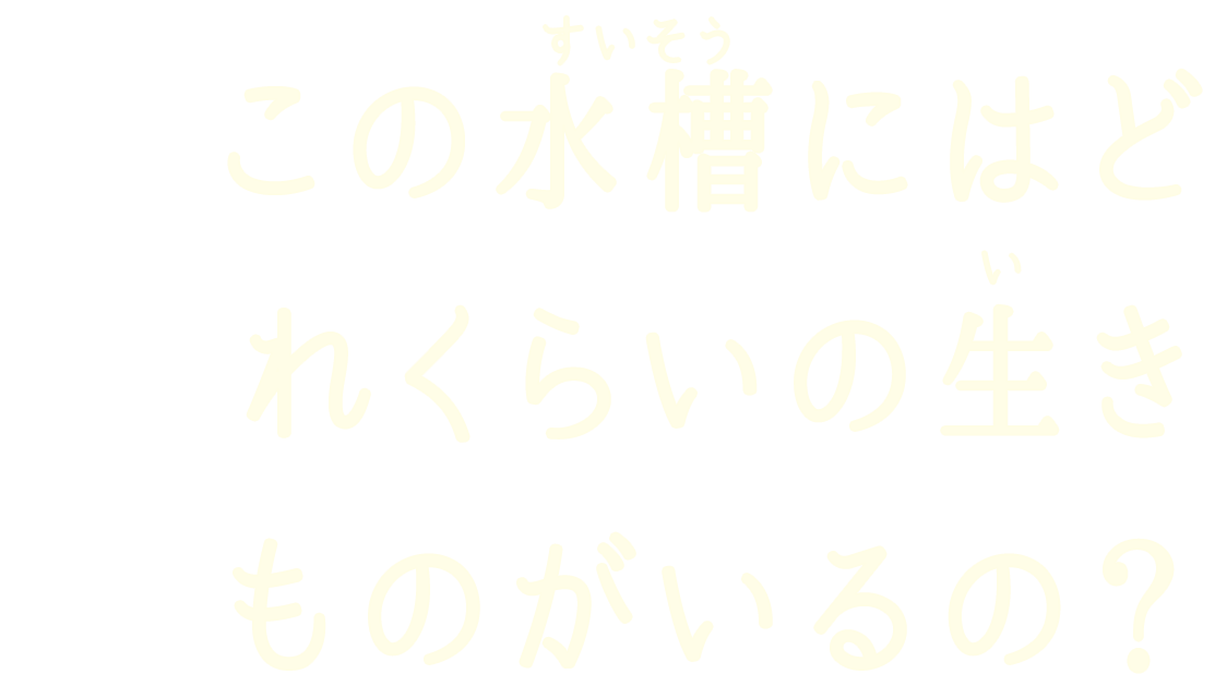 この水槽（すいそう）にはどれくらいの生きものがいるの？